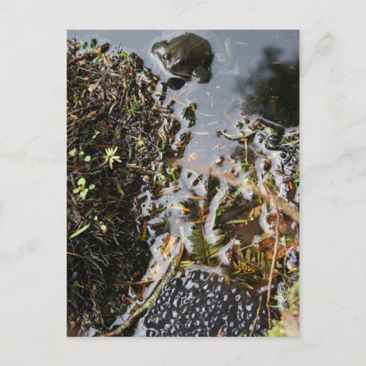 Frosch mit Froschspinnkarte Postkarte (Vorderseite)