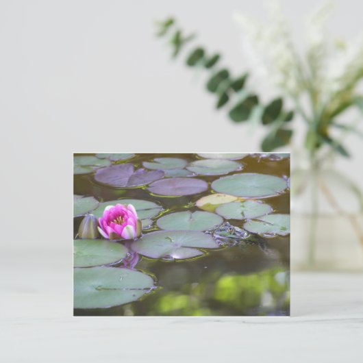 Frosch mit Seerose Postkarte (Stehend Vorderseite)