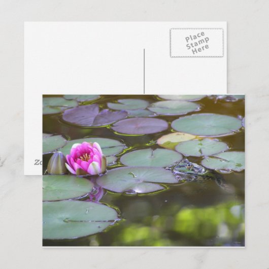 Frosch mit Seerose Postkarte (Vorne/Hinten)