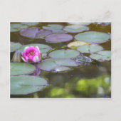 Frosch mit Seerose Postkarte (Vorderseite)