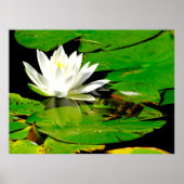 Frosch mit Wasser Lippenreflexion Poster (Vorne)