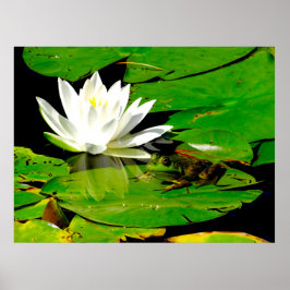 Frosch mit Wasser Lippenreflexion Poster