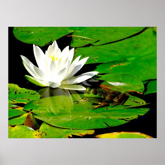 Frosch mit Wasser Lippenreflexion Poster (Vorne)