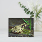 Frosch nah hoch / Makro Postkarte (Stehend Vorderseite)