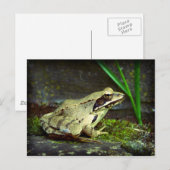 Frosch nah hoch / Makro Postkarte (Vorne/Hinten)