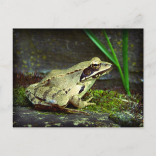 Frosch nah hoch / Makro Postkarte