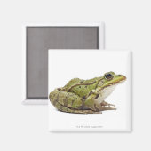 Frosch oder genießbarer Frosch Magnet (Vorderseite/Rückseite)