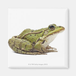 Frosch oder genießbarer Frosch Magnet