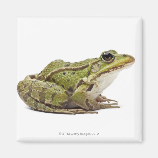 Frosch oder genießbarer Frosch Magnet (Vorne)