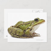 Frosch oder genießbarer Frosch Postkarte (Vorne/Hinten)