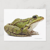 Frosch oder genießbarer Frosch Postkarte (Vorderseite)