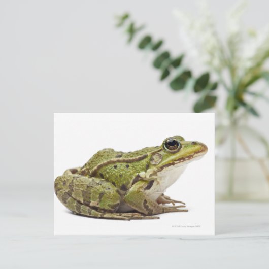 Frosch oder genießbarer Frosch Postkarte (Stehend Vorderseite)