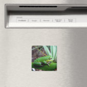 Frosch, Perle, Florida Magnet (In Situ (Geschirrspüler))