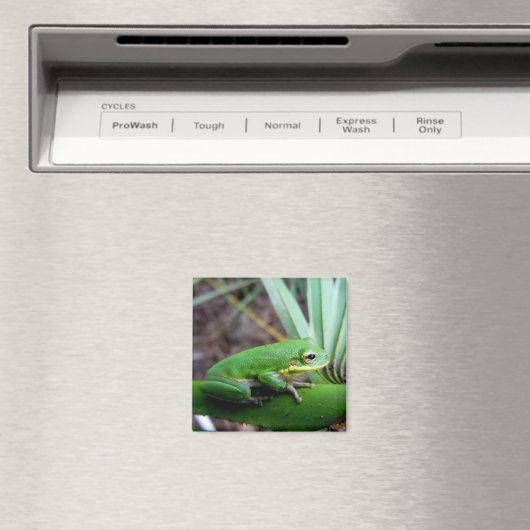 Frosch, Perle, Florida Magnet (In Situ (Geschirrspüler))