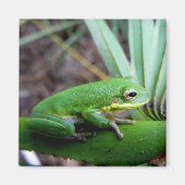 Frosch, Perle, Florida Magnet (Vorne)