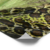 Frosch Poster (Ecke)