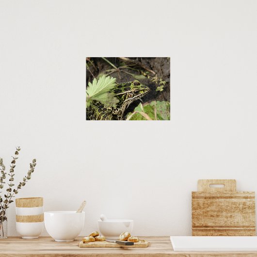Frosch Poster (Küche)