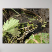 Frosch Poster (Vorne)