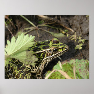 Frosch Poster