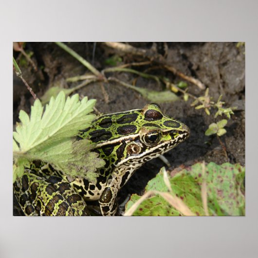 Frosch Poster (Vorne)