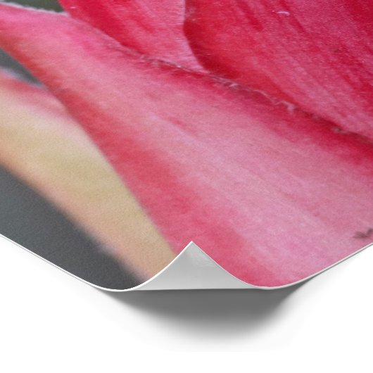 Frosch Poster (Ecke)