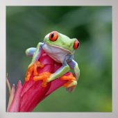 Frosch Poster (Vorne)