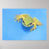 Frosch Poster (Vorne)