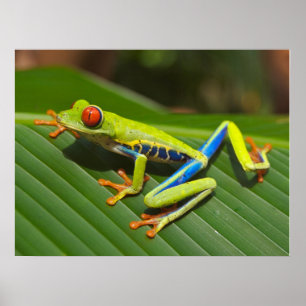 Frosch Poster