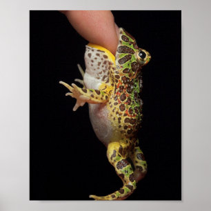 Frosch Poster
