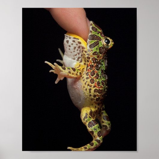 Frosch Poster (Vorne)