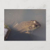 Frosch Postkarte (Vorderseite)