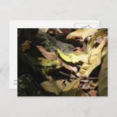 Frosch Postkarte (Vorne/Hinten)