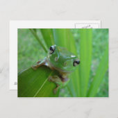 Frosch Postkarte (Vorne/Hinten)