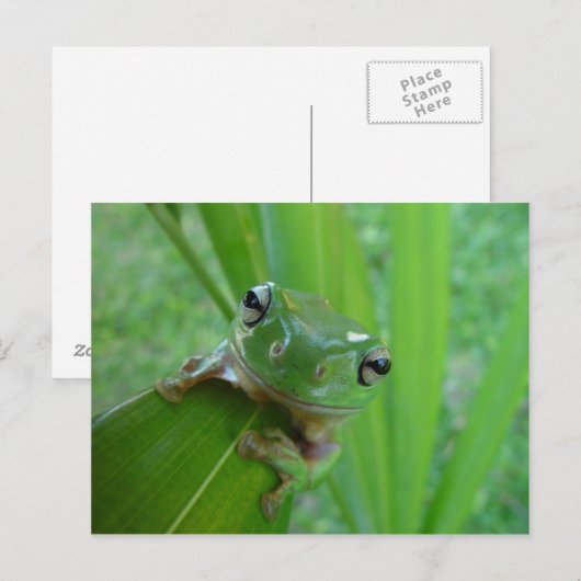 Frosch Postkarte (Vorne/Hinten)