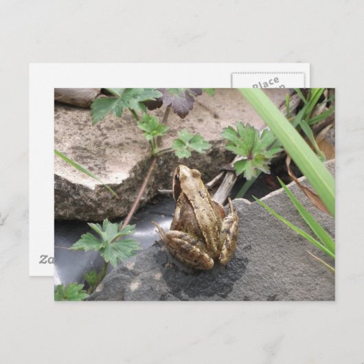 Frosch Postkarte (Vorne/Hinten)