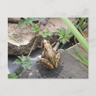 Frosch Postkarte