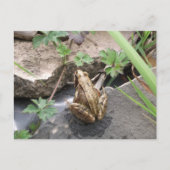 Frosch Postkarte (Vorderseite)