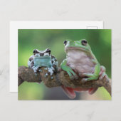 Frosch Postkarte (Vorne/Hinten)