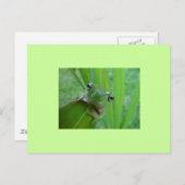 Frosch Postkarte (Vorne/Hinten)