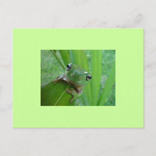 Frosch Postkarte (Vorderseite)