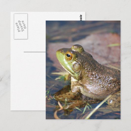 Frosch Postkarte (Vorne/Hinten)