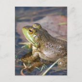 Frosch Postkarte (Vorderseite)
