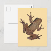 Frosch Postkarte (Vorne/Hinten)