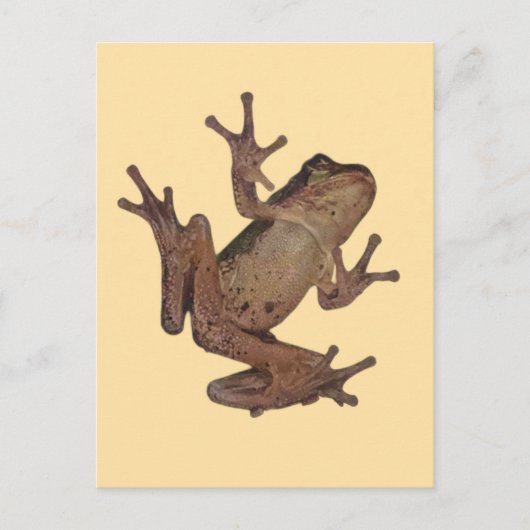 Frosch Postkarte (Vorderseite)