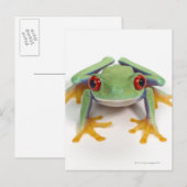 Frosch Postkarte (Vorne/Hinten)