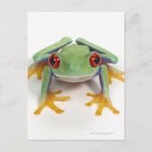 Frosch Postkarte (Vorderseite)