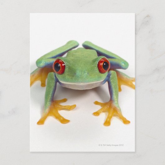 Frosch Postkarte (Vorderseite)