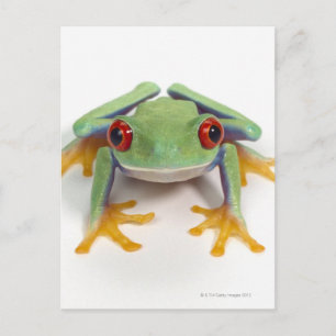 Frosch Postkarte