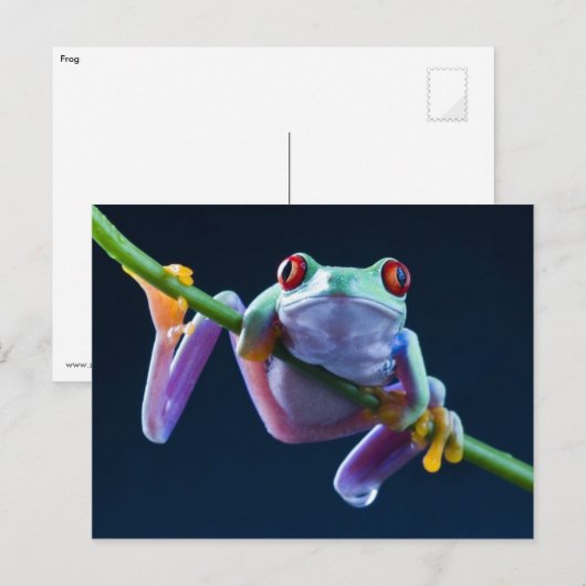 Frosch Postkarte (Vorne/Hinten)