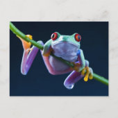 Frosch Postkarte (Vorderseite)